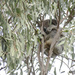 Risky Business by koalagardens