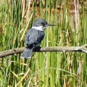 13th Sep 2020 - Belted Kingfisher