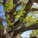 English Oak by sandradavies