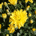 Yellow Mums by larrysphotos