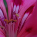 Peek inside a geranium by larrysphotos