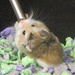 Hamster Drinking Water  by sfeldphotos