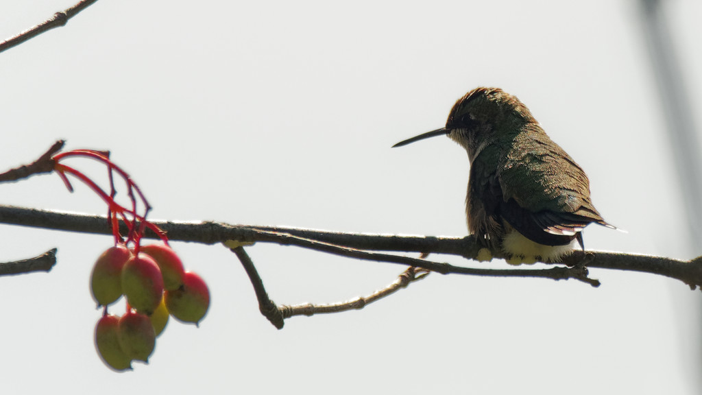 Ruby-throated hummingbird by rminer