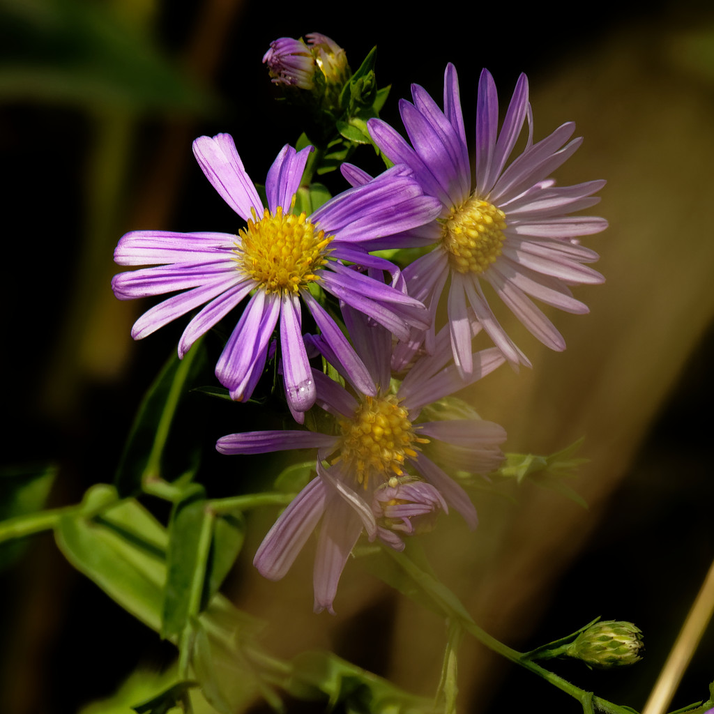 smooth blue asters  by rminer