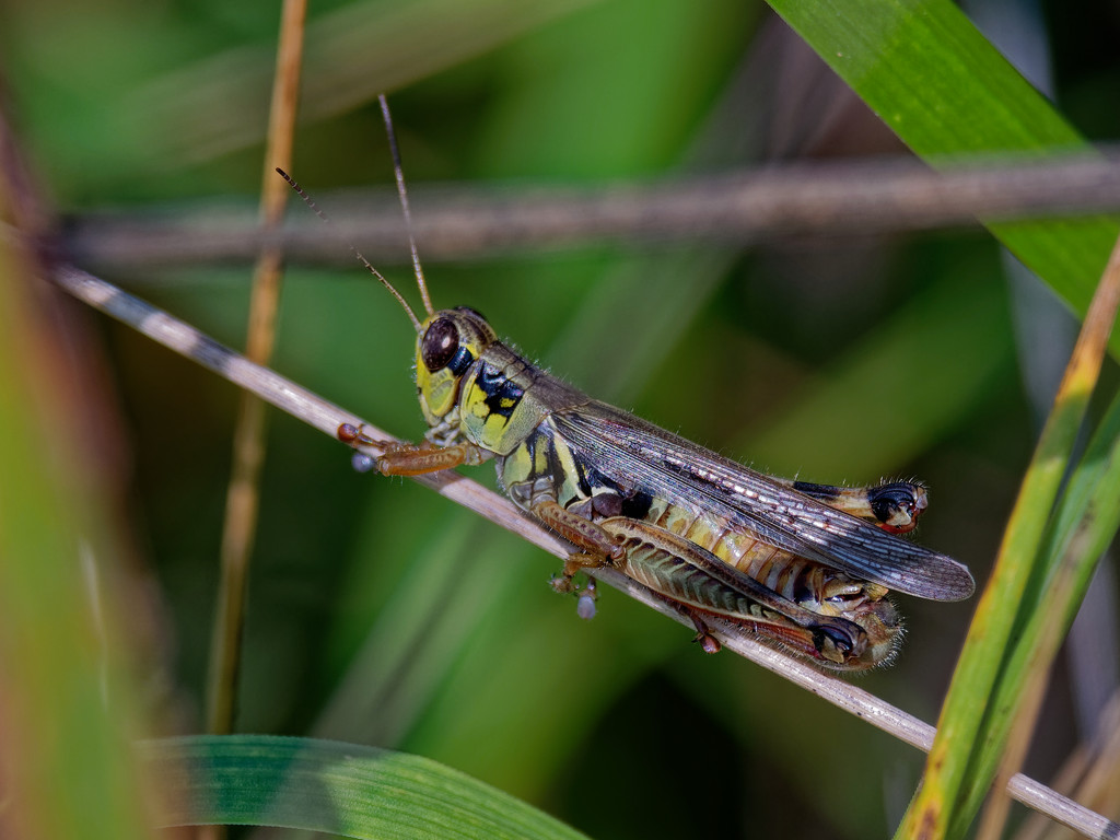 grasshopper by rminer