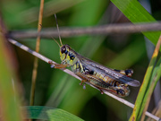 13th Sep 2020 - grasshopper