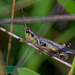 grasshopper by rminer