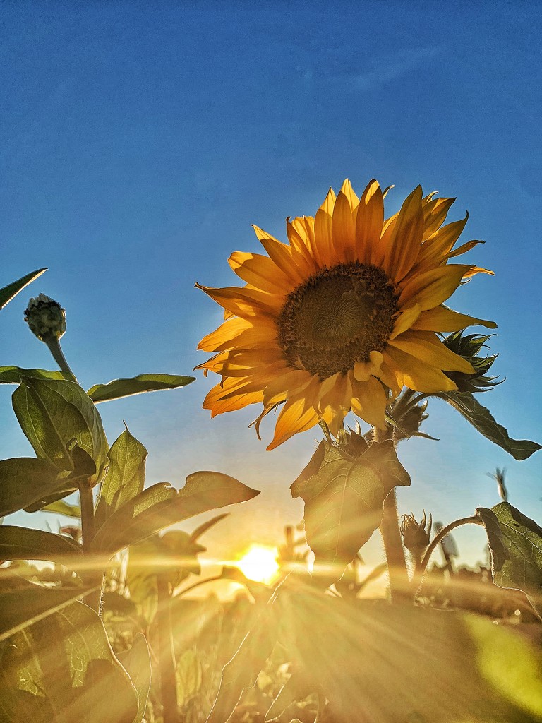 Sunflower in the sunset.  by cocobella