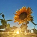 Sunflower in the sunset.  by cocobella