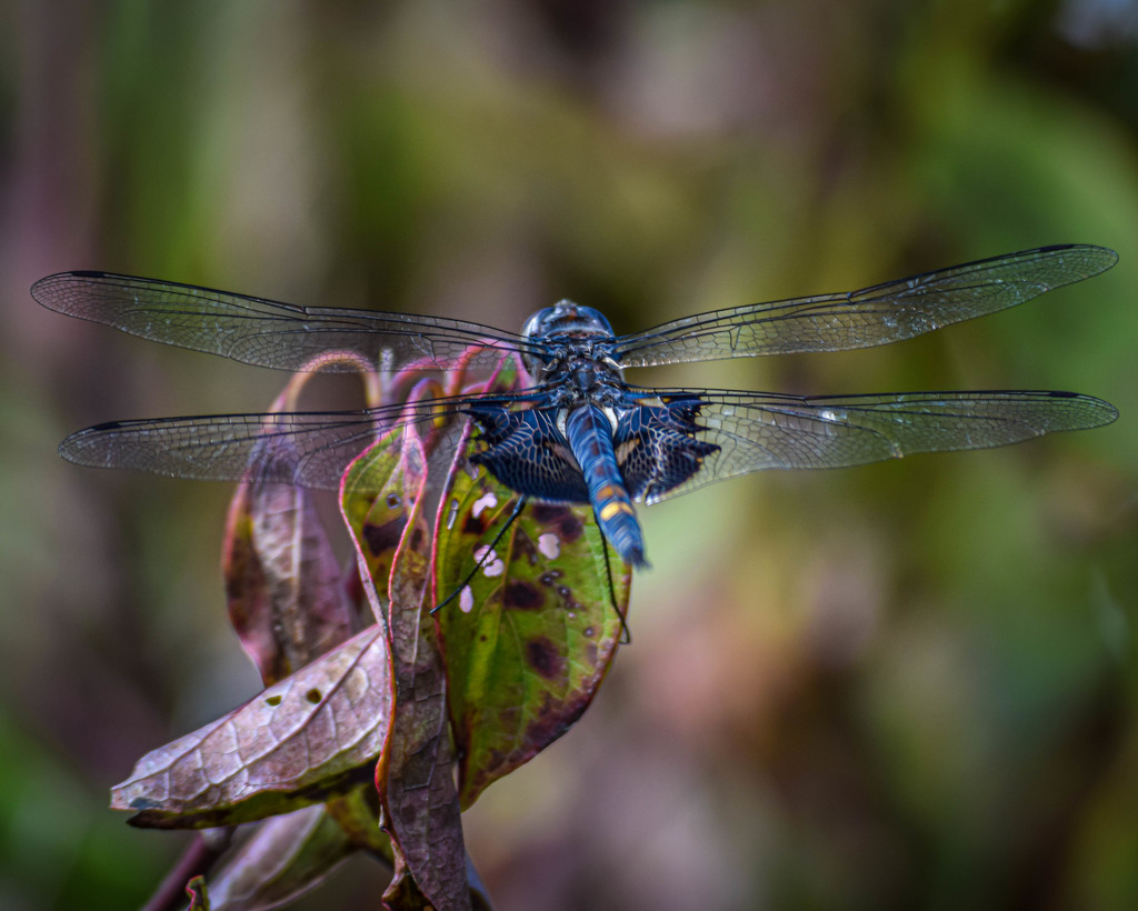 Dragonfly Jewel by marylandgirl58