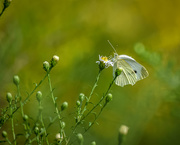 13th Sep 2020 - White Butterfly Shallow DOF