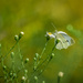 White Butterfly Shallow DOF by marylandgirl58