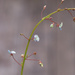 Another Wildflower Tick-trefoil... by marlboromaam