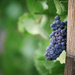 Grapes on the Vine by gq
