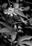 14th Sep 2020 - Passiflora incarnata in black and white...