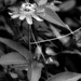 Passiflora incarnata in black and white... by marlboromaam