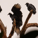 Vultures Trying to Dry Their Wings! by rickster549