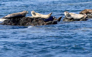 13th Sep 2020 - Harbor Seals