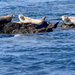 Harbor Seals by redy4et