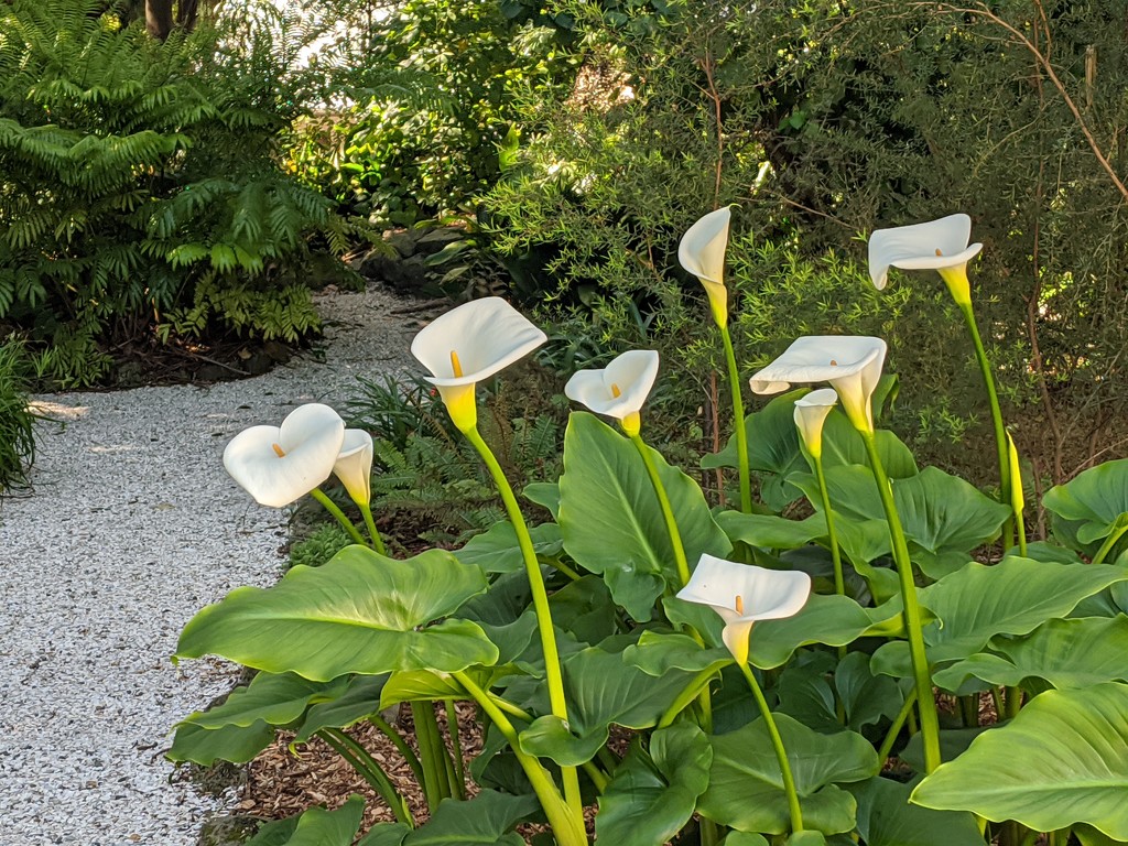 Lillies by sandradavies