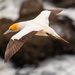 Gannet in flight by yorkshirekiwi