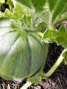 13th Sep 2020 - Hairy melon