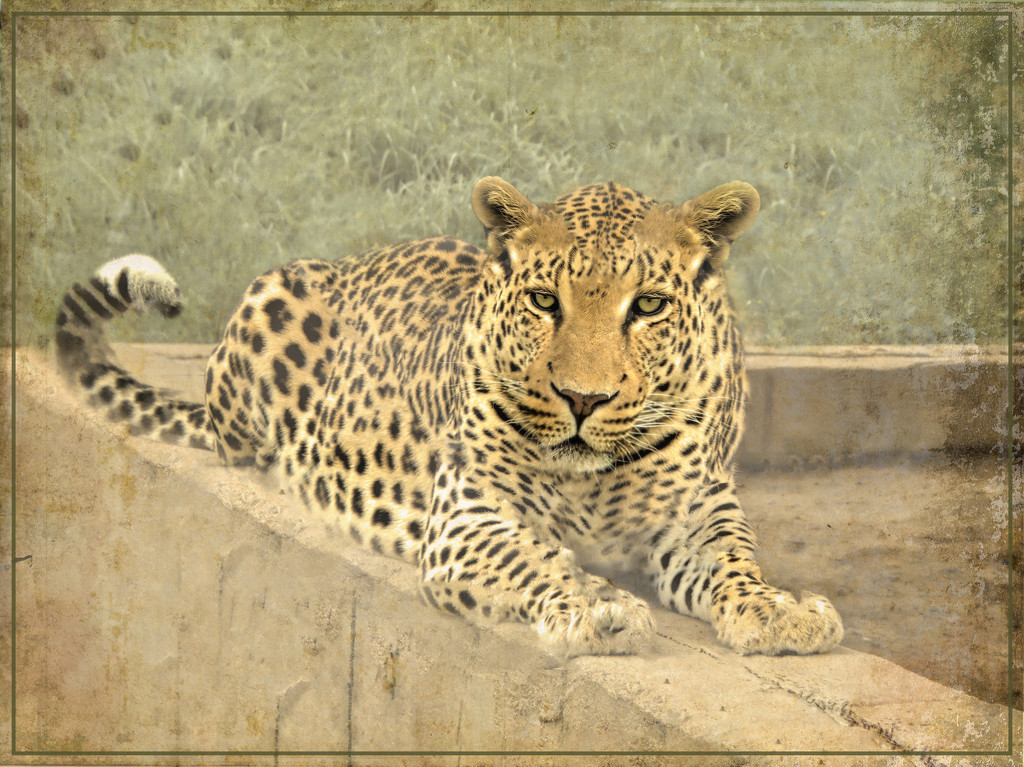 Leopard  by ludwigsdiana