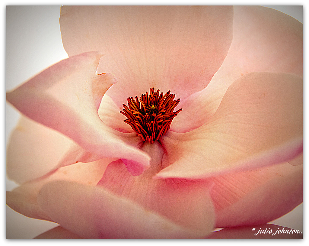 Iolanthe... Magnolia... by julzmaioro