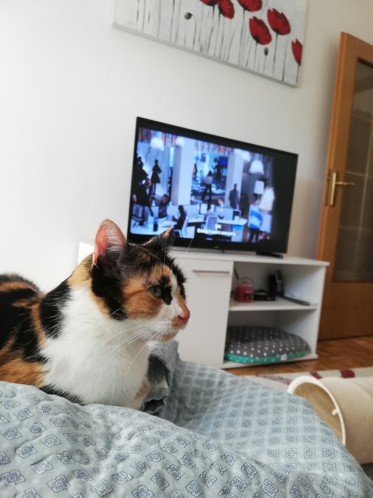 Watching TV with cat company by nami