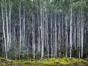 14th Sep 2020 - Birch forest