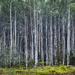 Birch forest by gosia