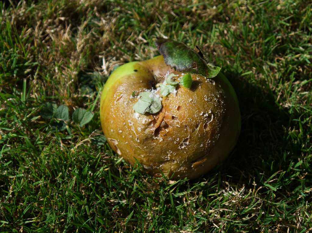 The last apple by jon_lip