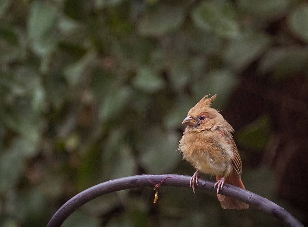 Angry Bird? by gardencat