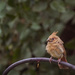Angry Bird? by gardencat