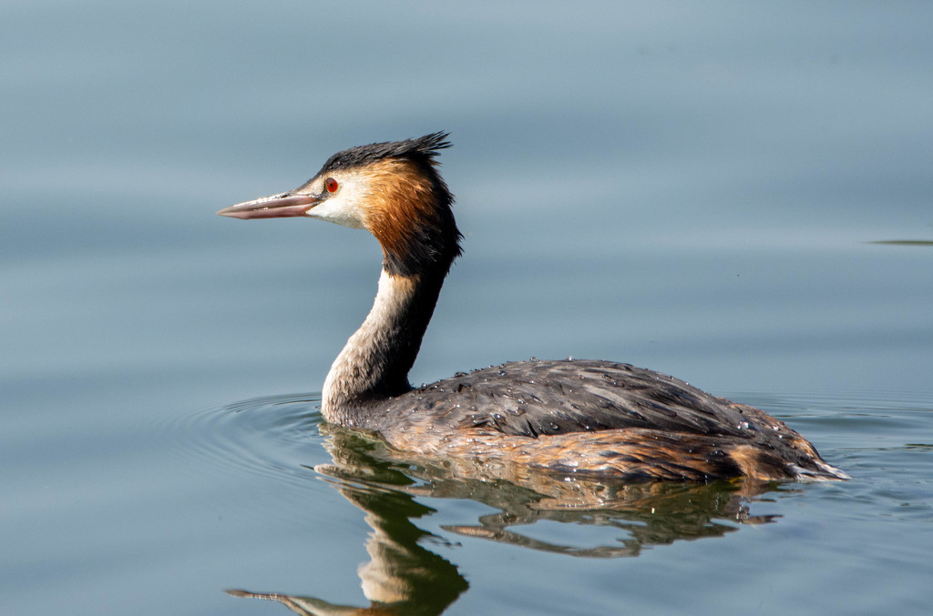 Great crested grebe  by stevejacob