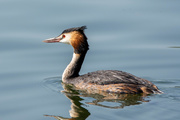 14th Sep 2020 - Great crested grebe 
