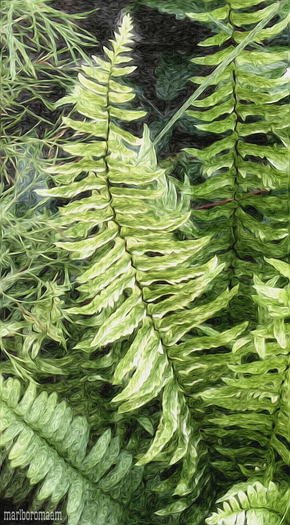 Painted Ferns... by marlboromaam