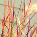 Reeds by bruni