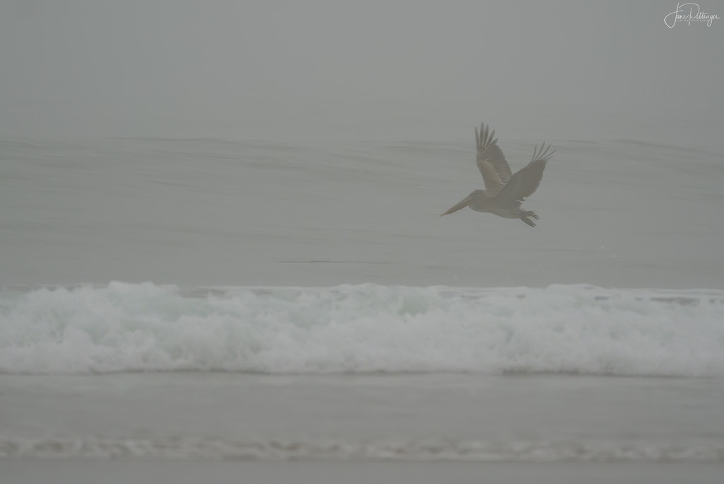 Brown Pelican  Flying in Smoky Foggy Sky by jgpittenger