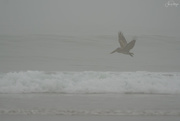 14th Sep 2020 - Brown Pelican  Flying in Smoky Foggy Sky
