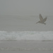 Brown Pelican  Flying in Smoky Foggy Sky by jgpittenger