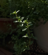 12th Sep 2020 - Herbs: late afternoon