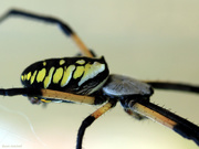 8th Sep 2020 - Black and Yellow Argiope