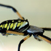 Black and Yellow Argiope by rhoing