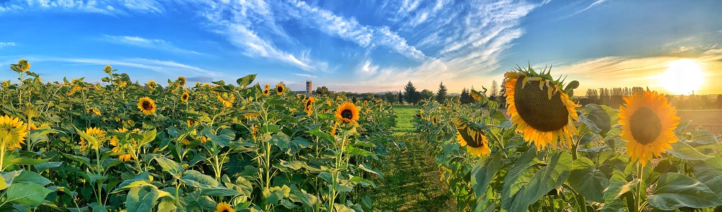 Sunflowers horizon.  by cocobella