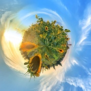 15th Sep 2020 - Sunflowers planet. 