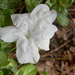 White Azalea by sfeldphotos