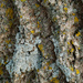 Ash tree bark by larrysphotos