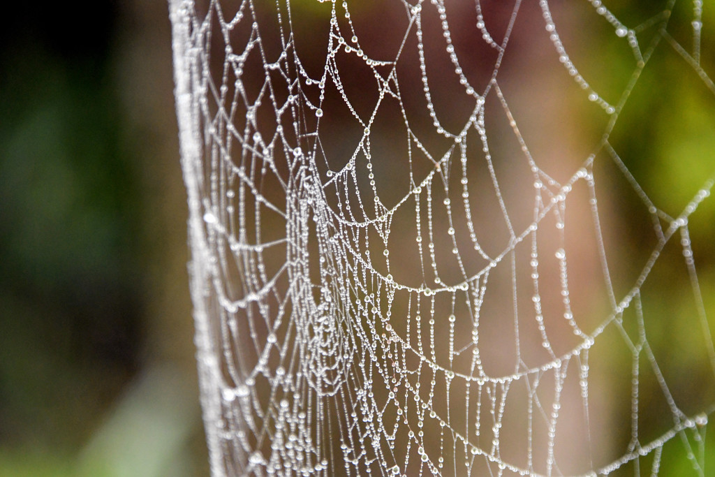 Spider Web and Tree Trunk by kareenking