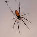 Another Orb Weaver Spider! by rickster549